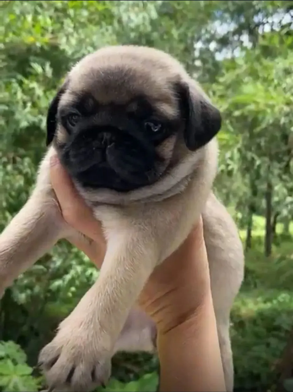 Pug (Macho)