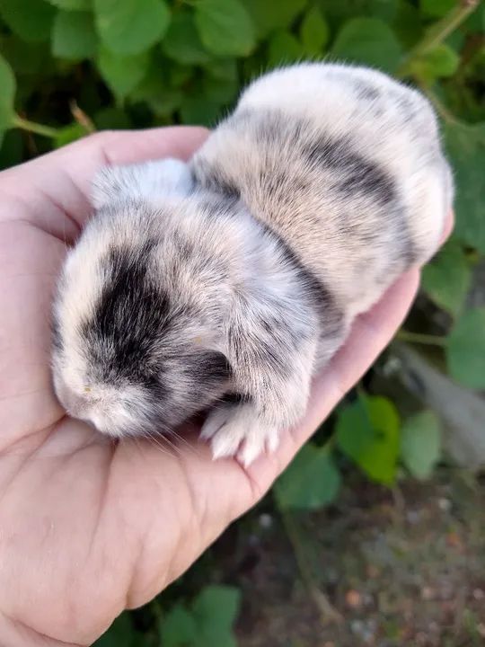 Mini coelho Lop Uruguaio