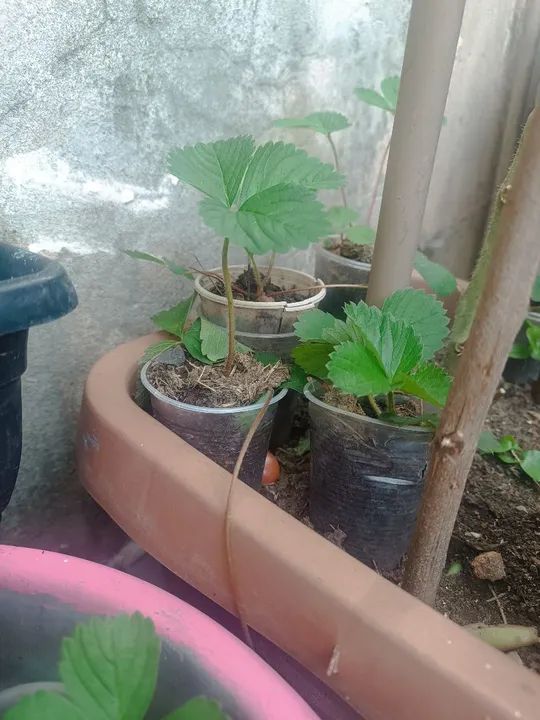 Mudas de Morango - Foto 2