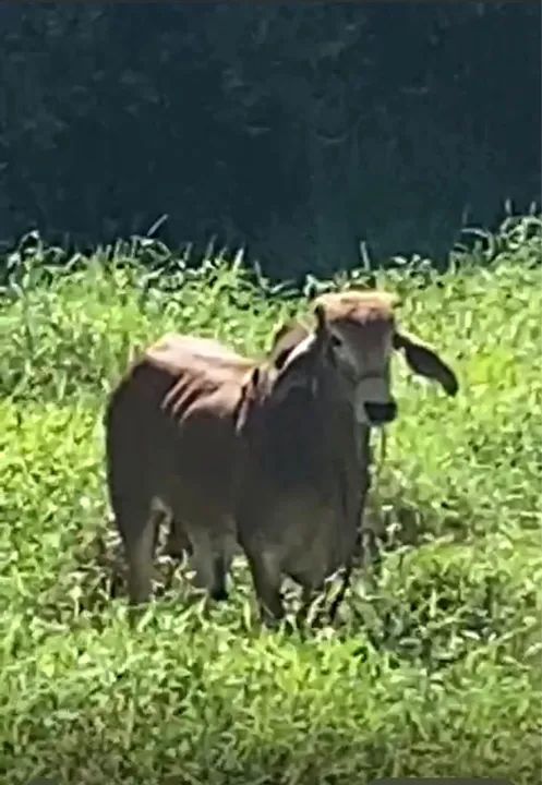 Tourinho 1 ano ótima genética  - Foto 4