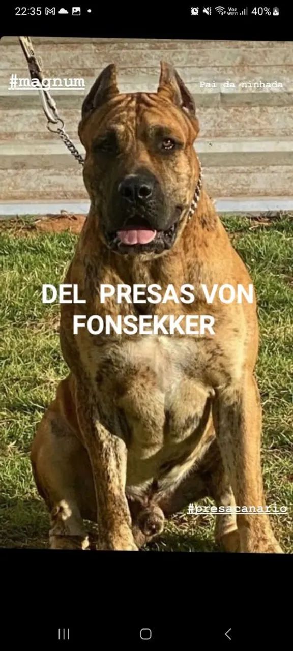 Molosso Presa Real Presa Mollosso Presa Mayo Breeders Online