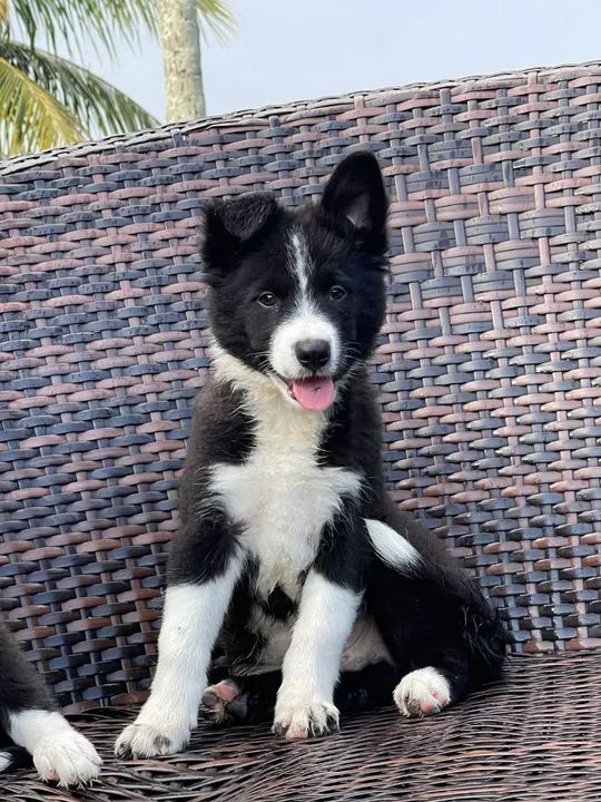 Filhote Border Collie - Lindíssimo! - Foto 3