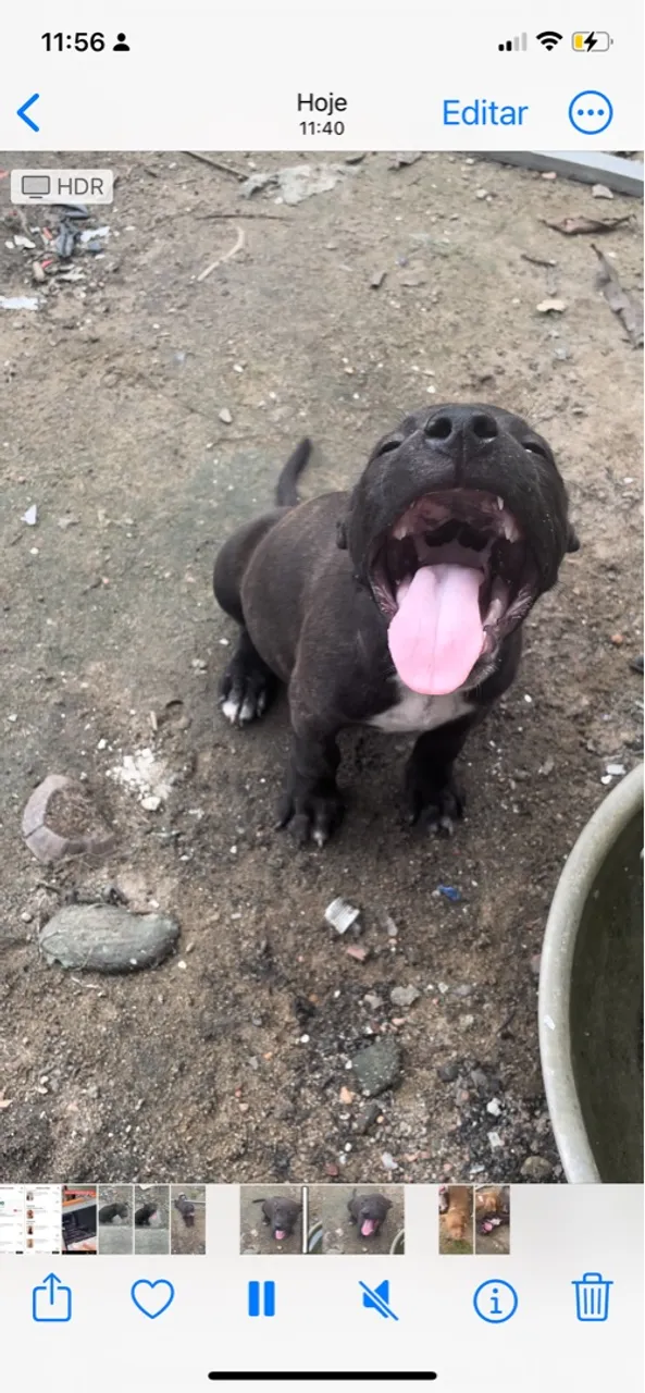 Tenho filho pitbull pra venda 