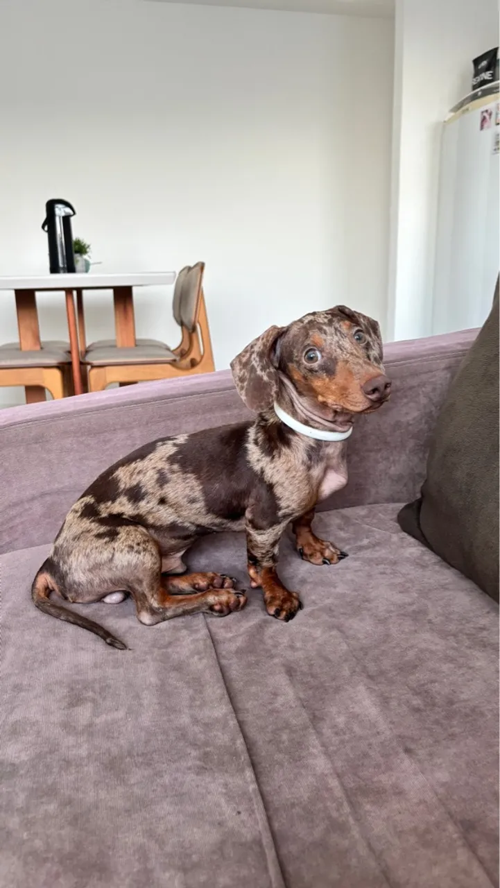 Filhote de Dachshund Arlequim Macho