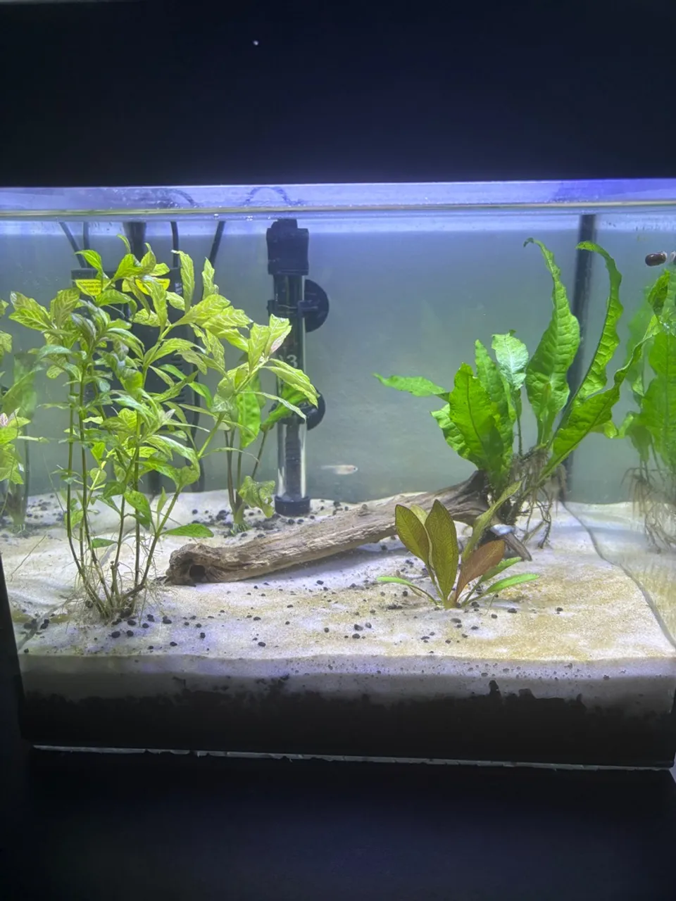 Aquário plantado completo. ACEITO CARTÃO!!!