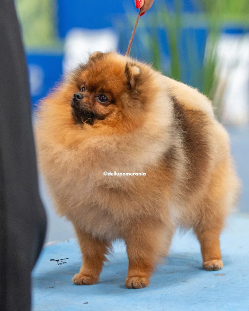Pomeranian Eukanuba National Championship Akc National Obedience - Main Image