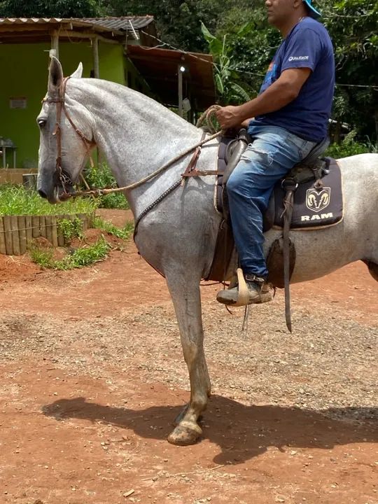 Cavalo - egua (marcha picada)  - Foto 3