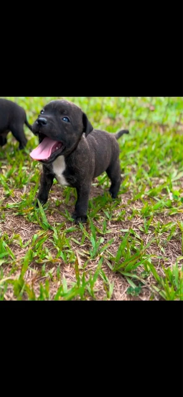 Filhotes de Staffordshire bull Terrier 