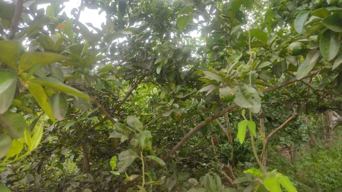 Chácara com preço de oportunidade!!! - Foto 15