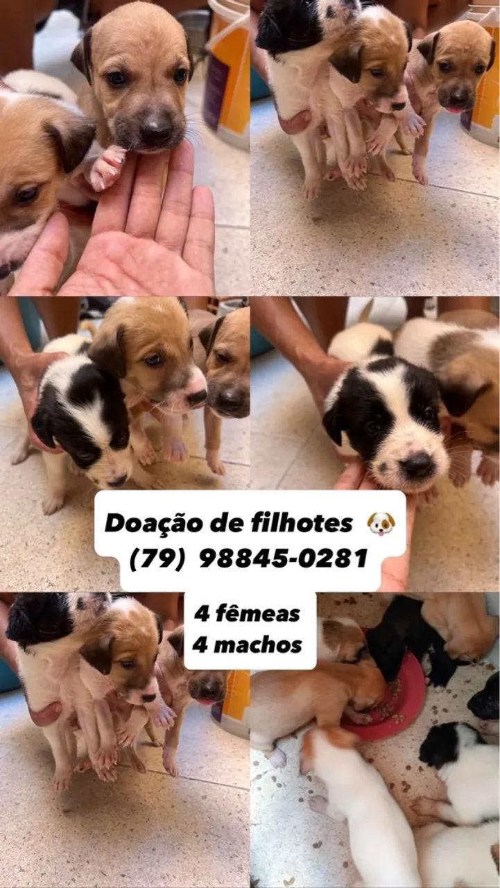 Doações de cães 