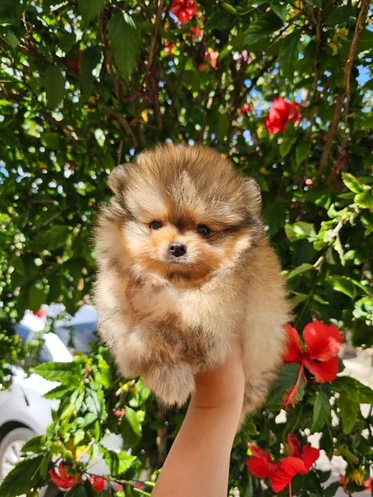 Spitz alemão (Lulu da Pomerânia) - Foto 6