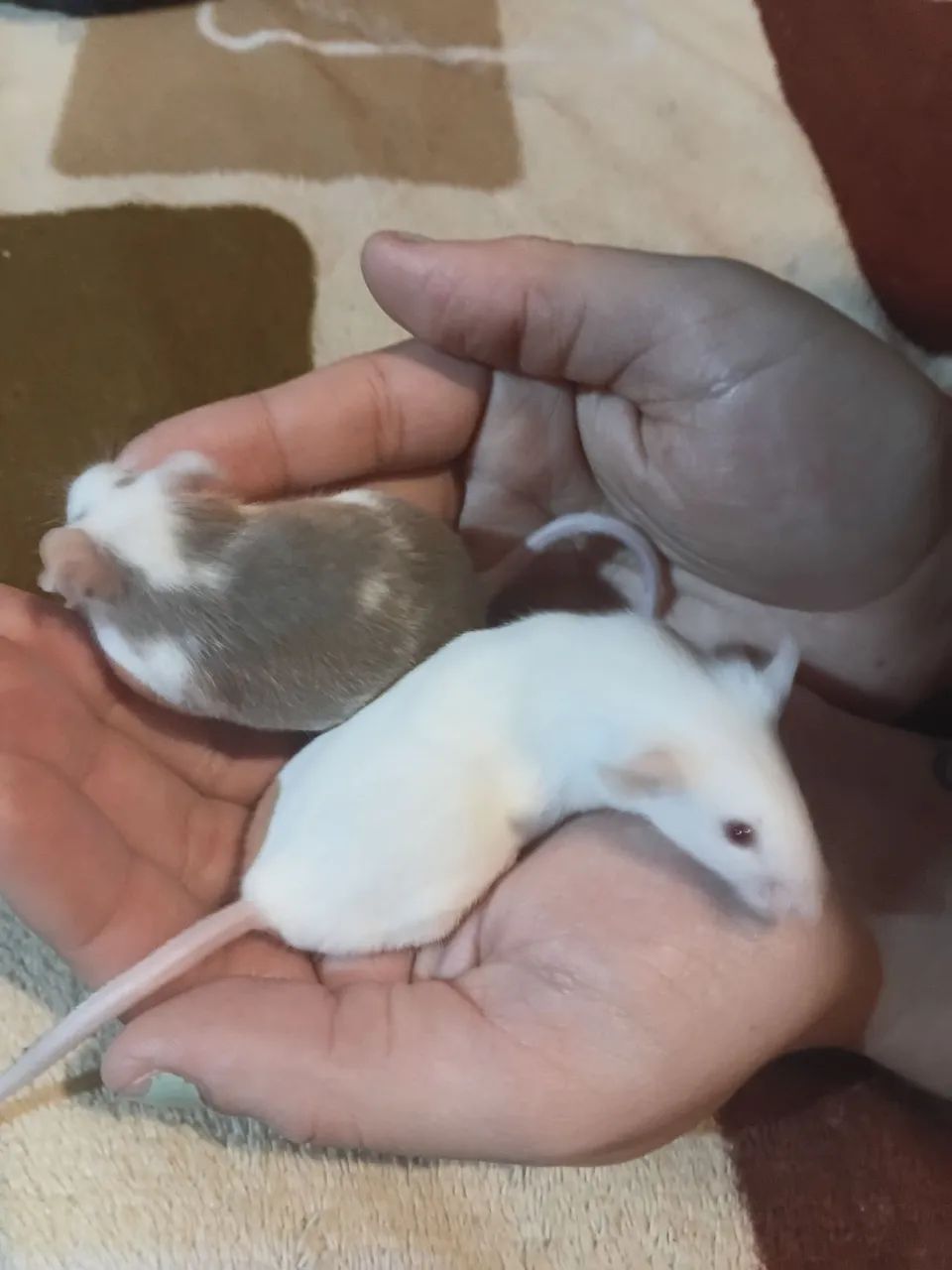 Vendo rato de laboratório 30 reias cada  - Foto 2