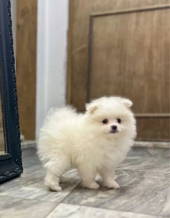 Fêmea de Spitz Alemão - Lulu da Pomerania - Foto 3