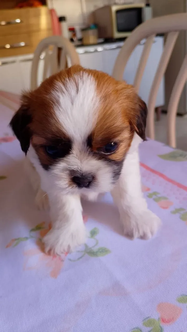 Filhote Shih Tzu Macho - Fofo e Carinhoso