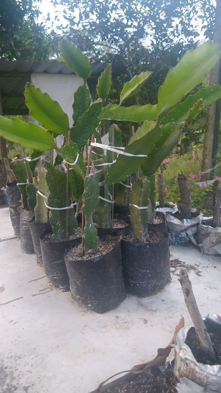 Mudas de Pitaya Vermelha (Não faço entregas) - Foto 5