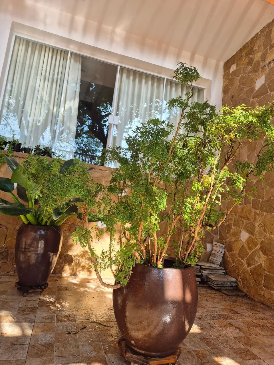 Planta em vaso - Foto 2