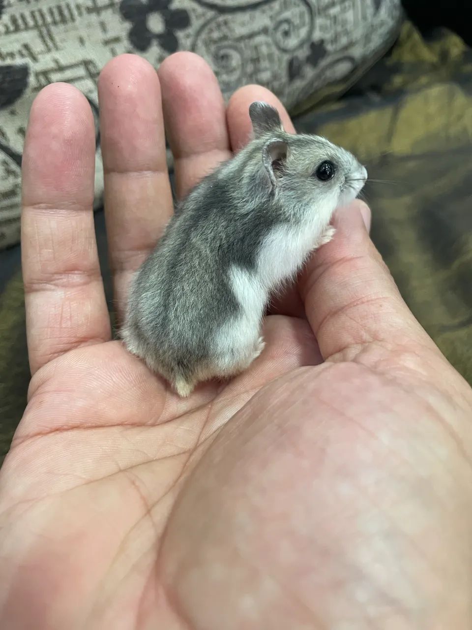 Hamster pups64313863817219121