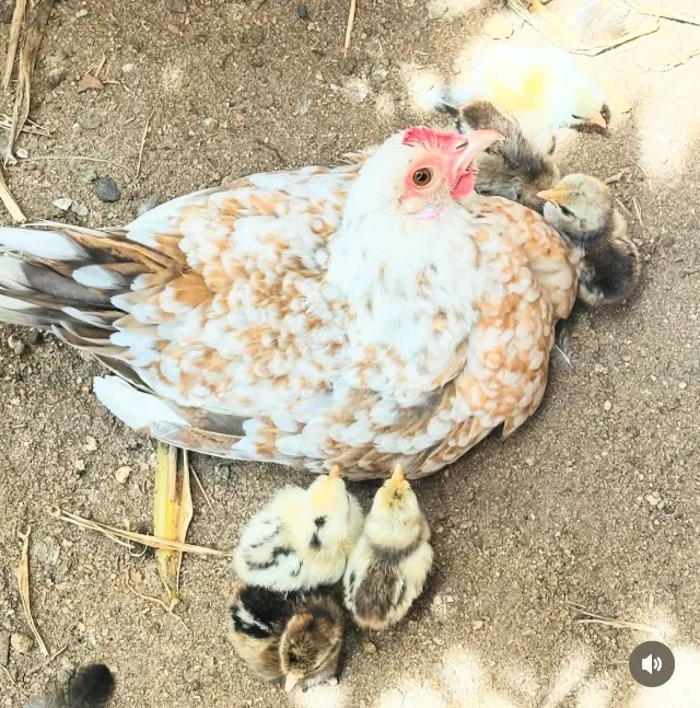 Pintinhos garnizé / galinha da índia
