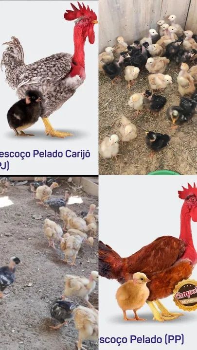 Pintinhos pescoço pelado 30 dias - Foto 2