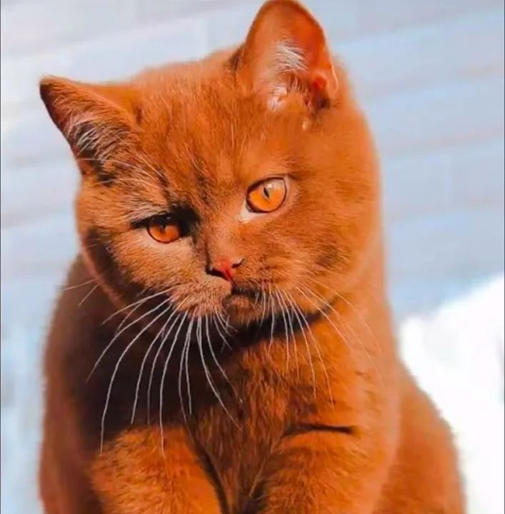 Gato British Shorthair Chocolate
