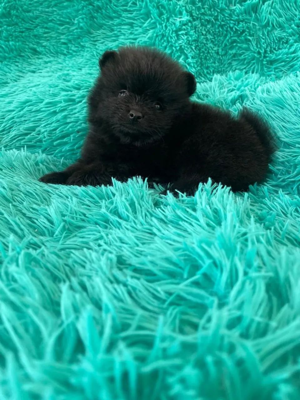 Linda e tão meiga, essa linda spitz - Foto 2