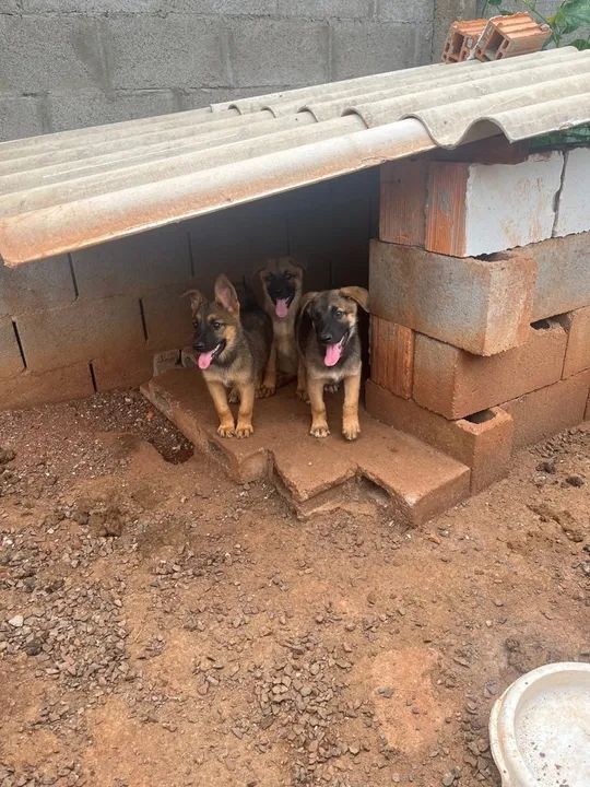 Filhotes de Pastor alemão/Belga - Foto 3