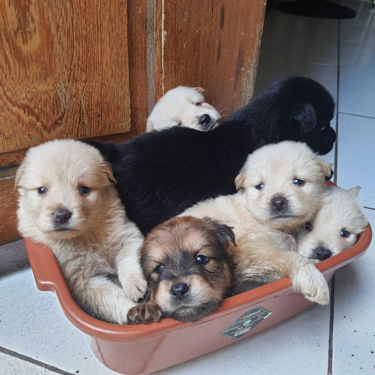 Filhotes de chow chow