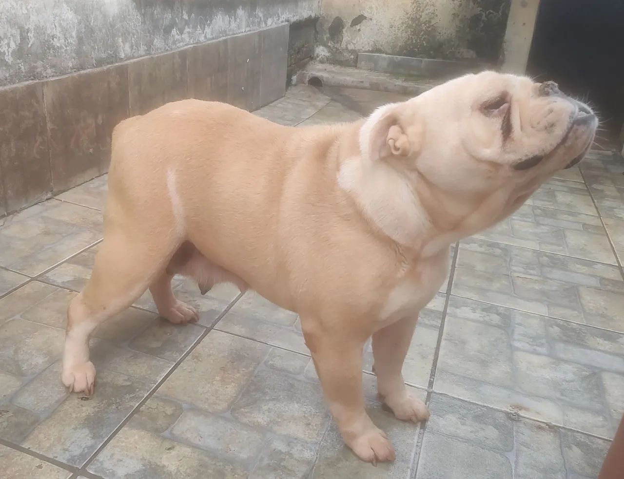  Bulldog Inglês fêmea 