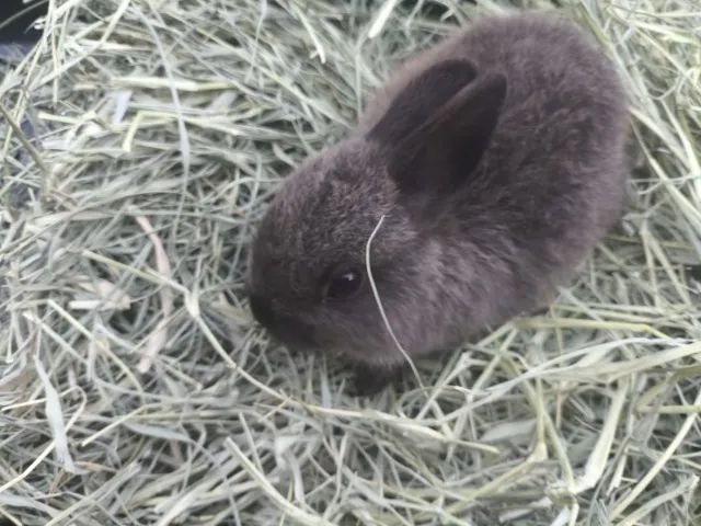 Mini coelho Netherlands  - Foto 3