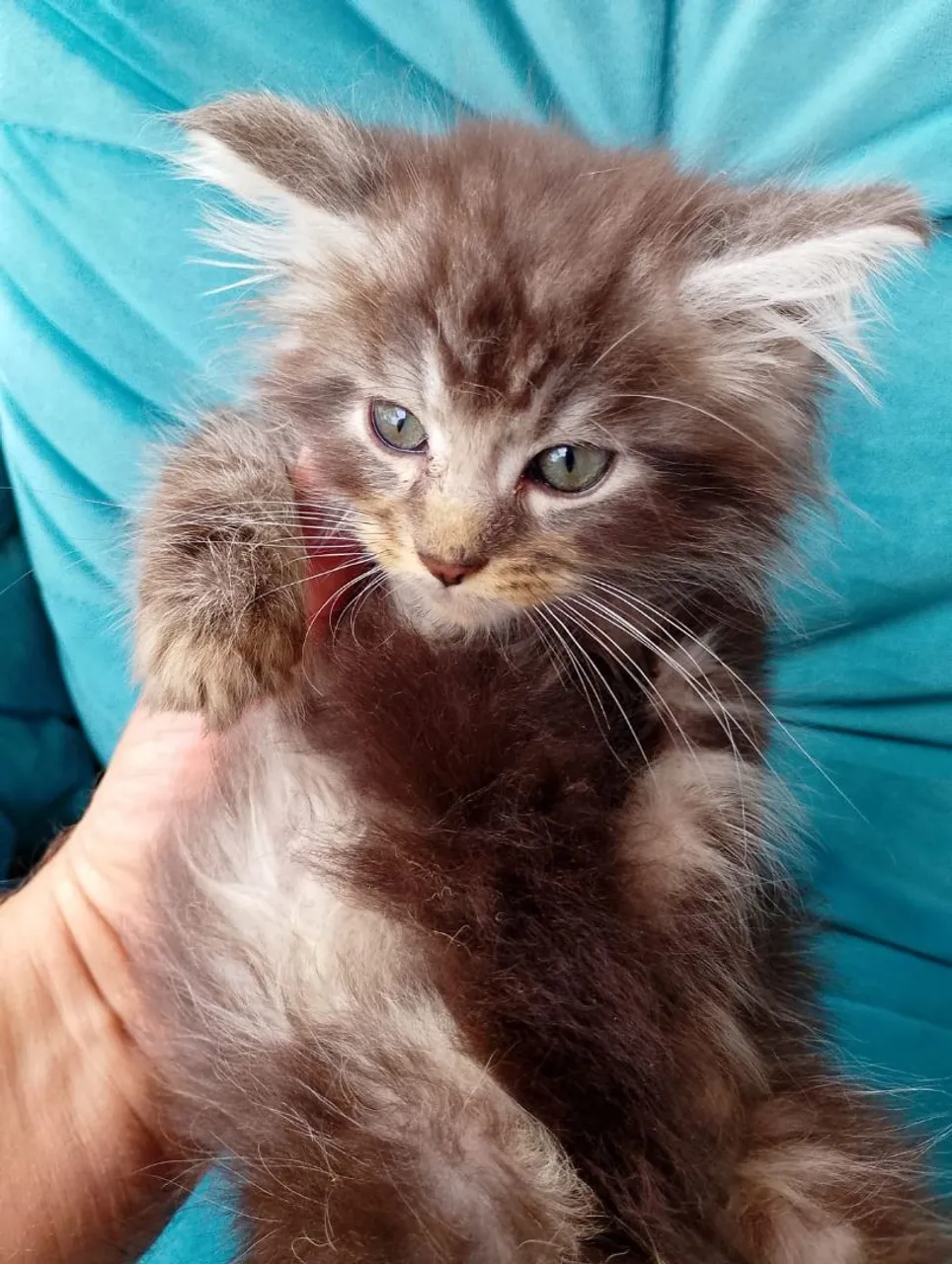 Filhote Macho de Maine Coon