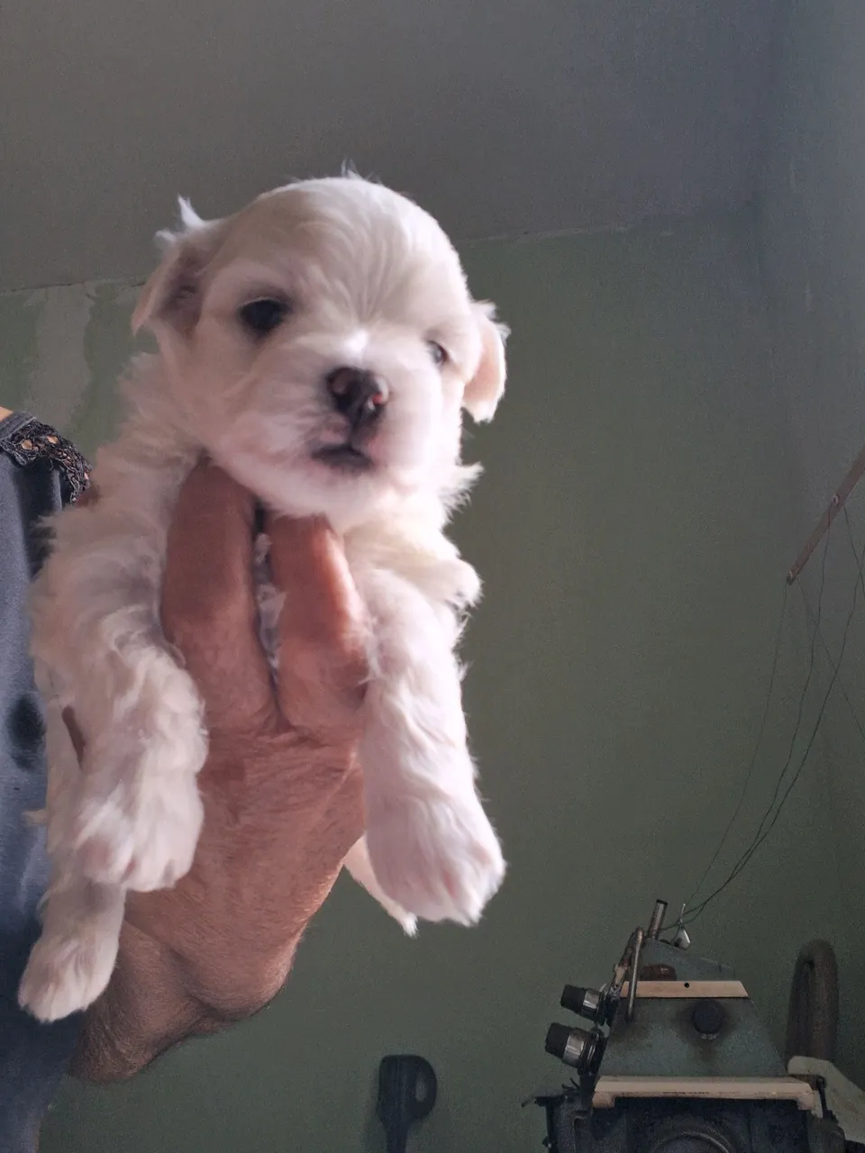 Filhote de Maltês fofo e brincalhão!