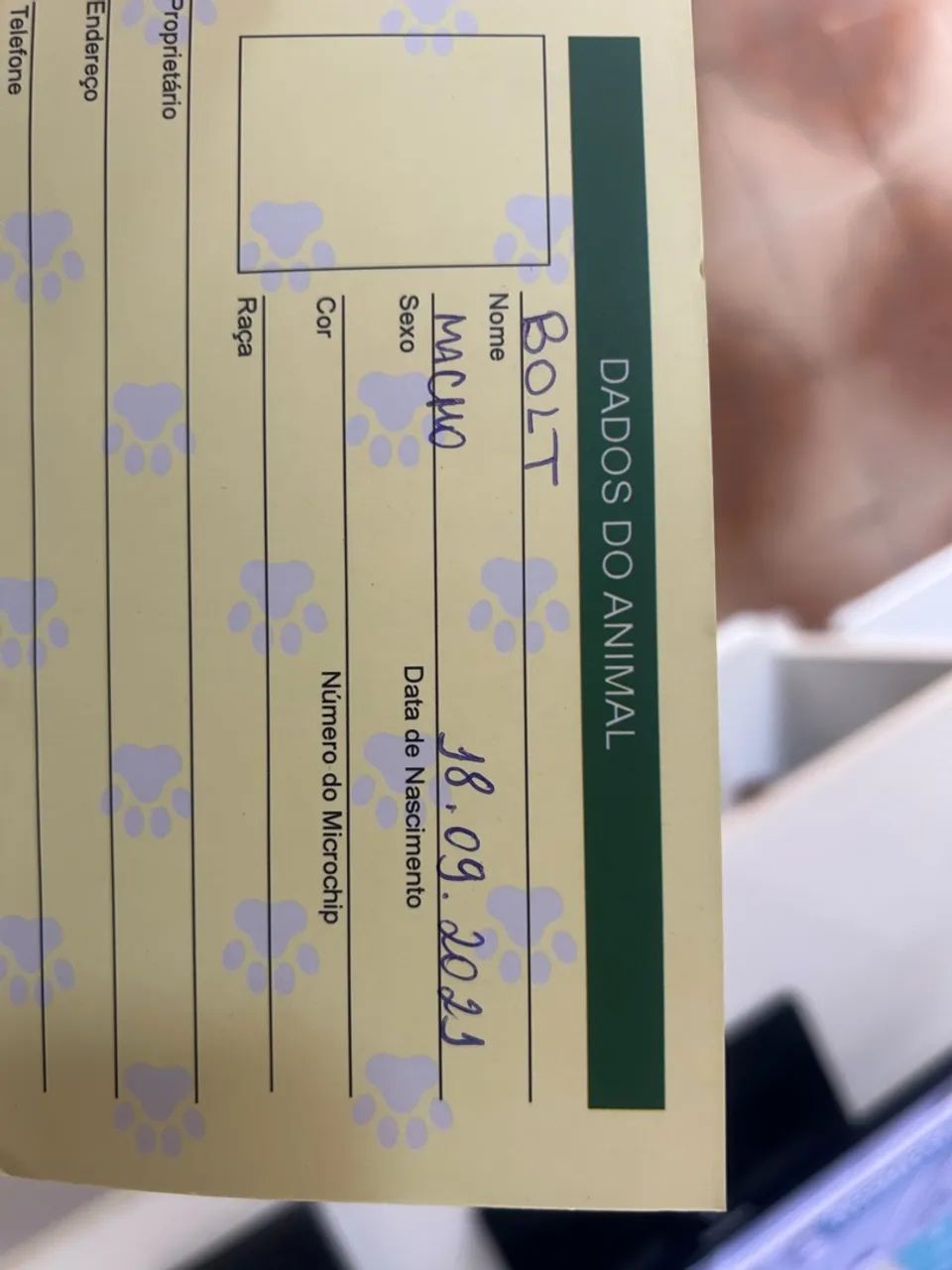 Doação de cachorro  - Foto 2