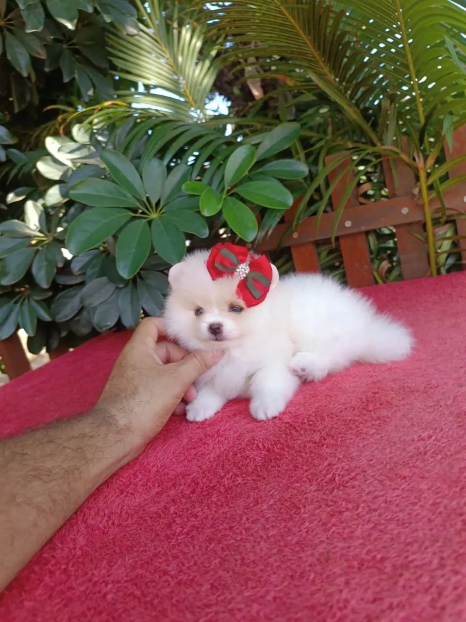 Spitz Alemão filhotes lindos e saudáveis