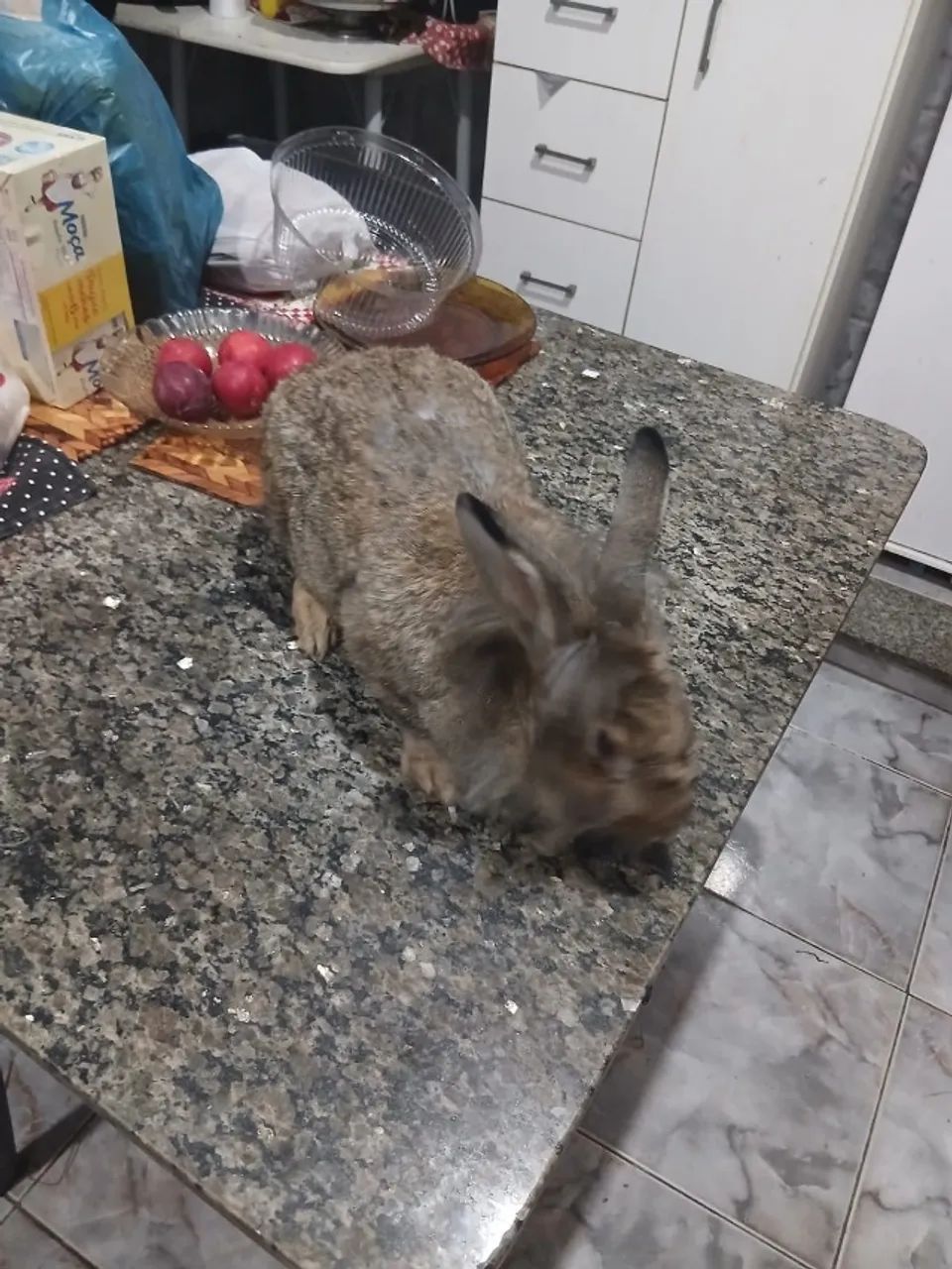 coelha pronta engravidar com 4kg - Foto 2