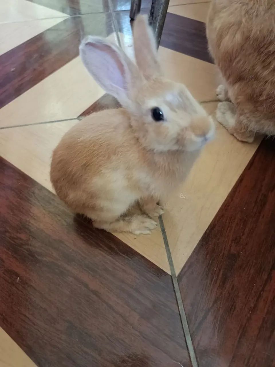 Coelhos - Foto 3