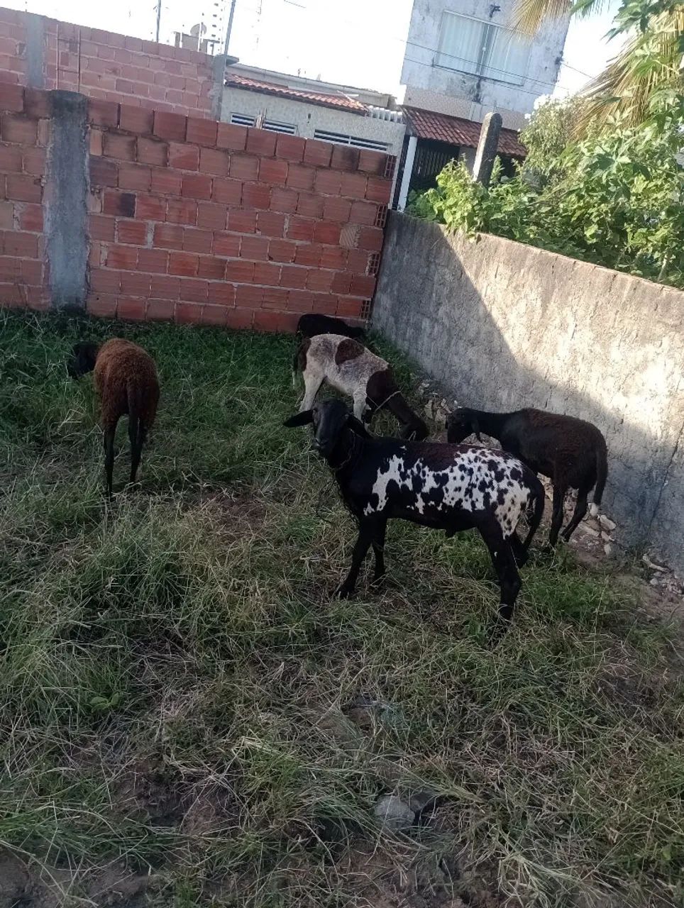 ovelhas