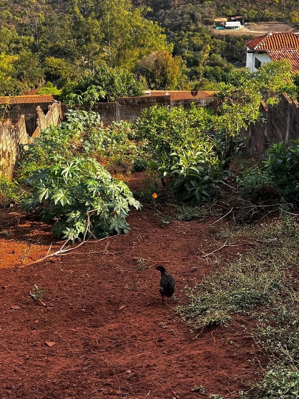 Lote 500 m - Passagem de Mariana - Foto 3