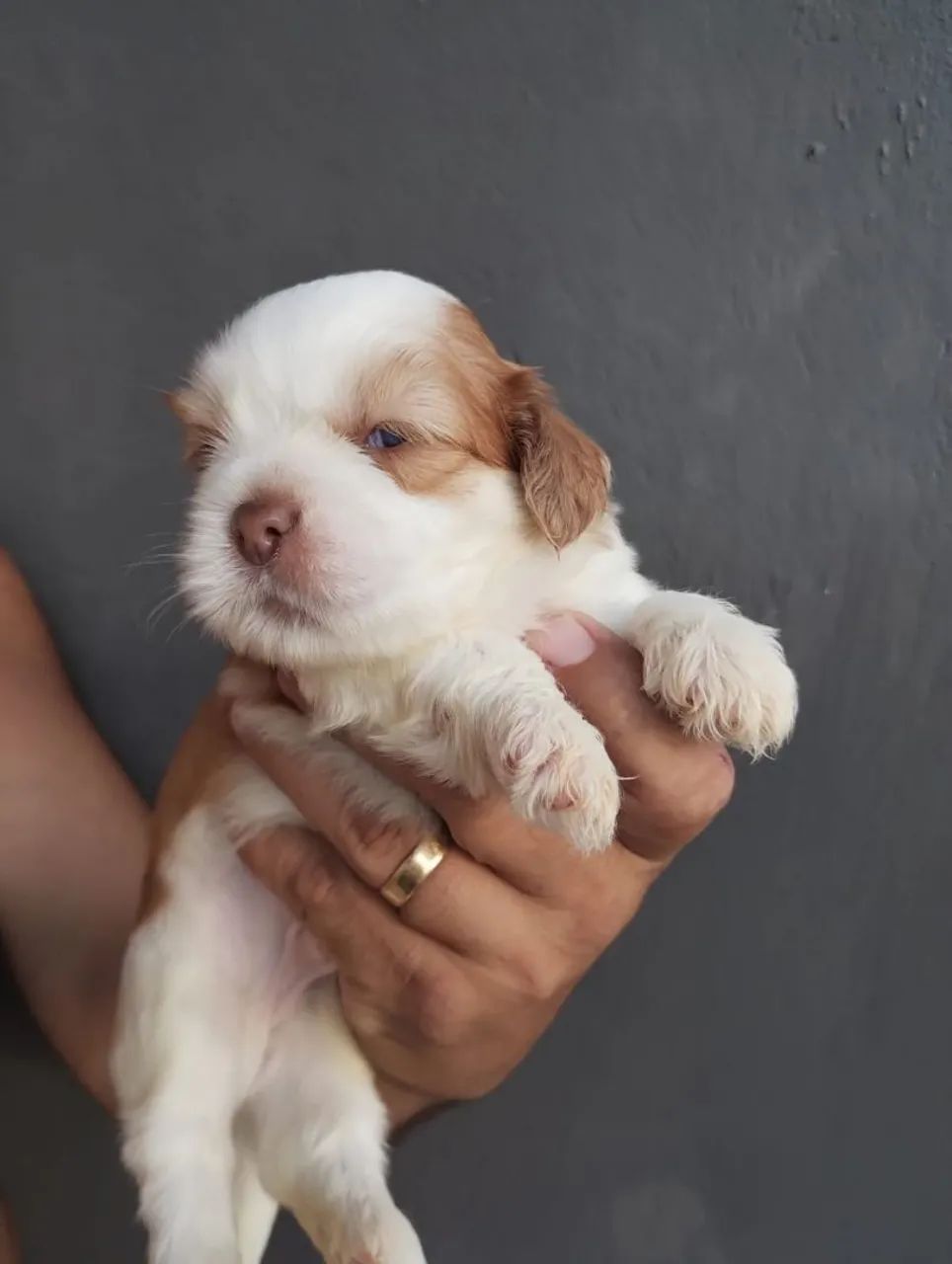 Lhasa Apso Promoção  - Foto 3