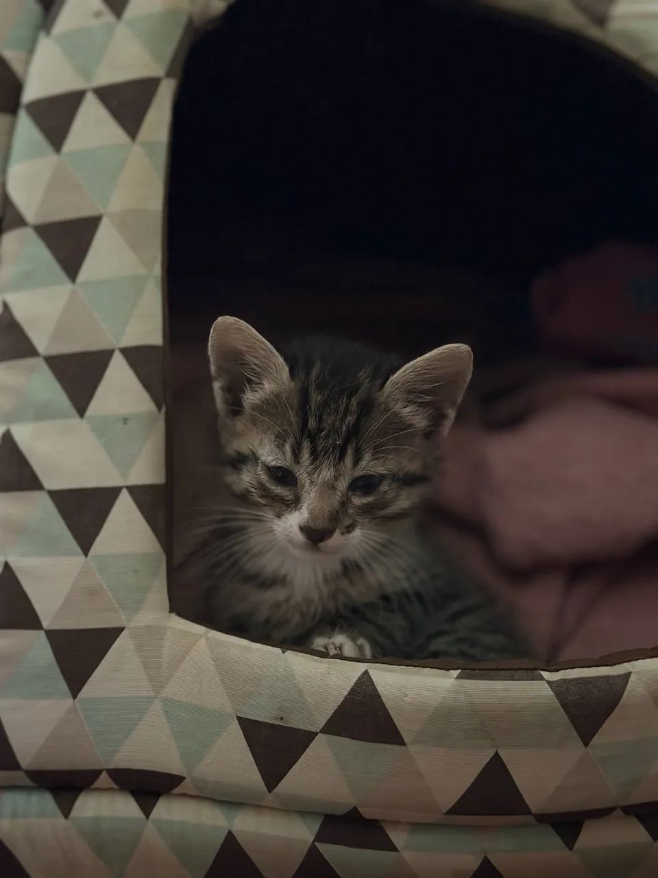 Filhotes de gato 