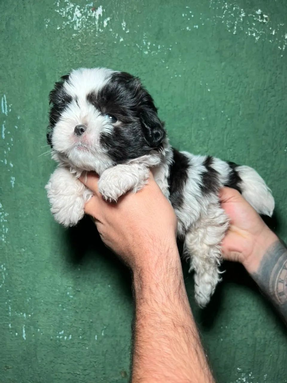 Shih Tzu trazendo felicidade para seu lar - Foto 2