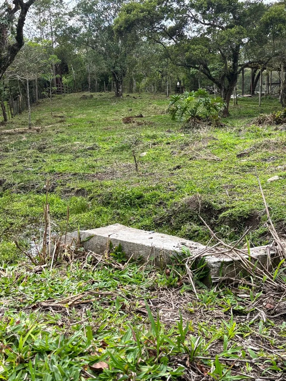 Sítio/terreno - Foto 4