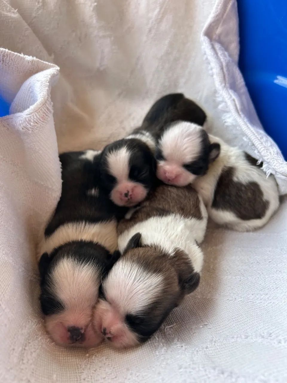 Shihtzu  - Foto 3