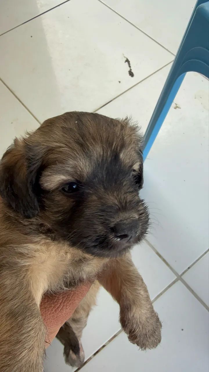 Vendo cachorros poodle com maltês  - Foto 5
