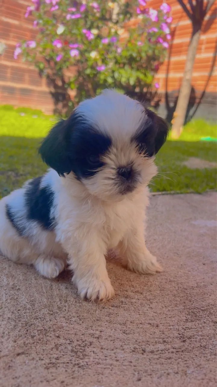 Filhotes de Shih tzu 