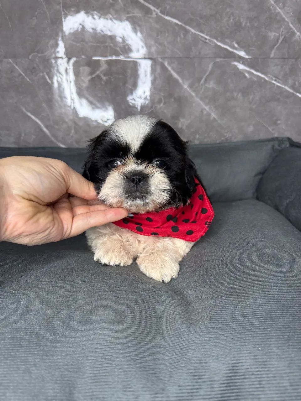 Shih tzu mini - Cachorros - Centro, Cascavel 1503190533 | OLX