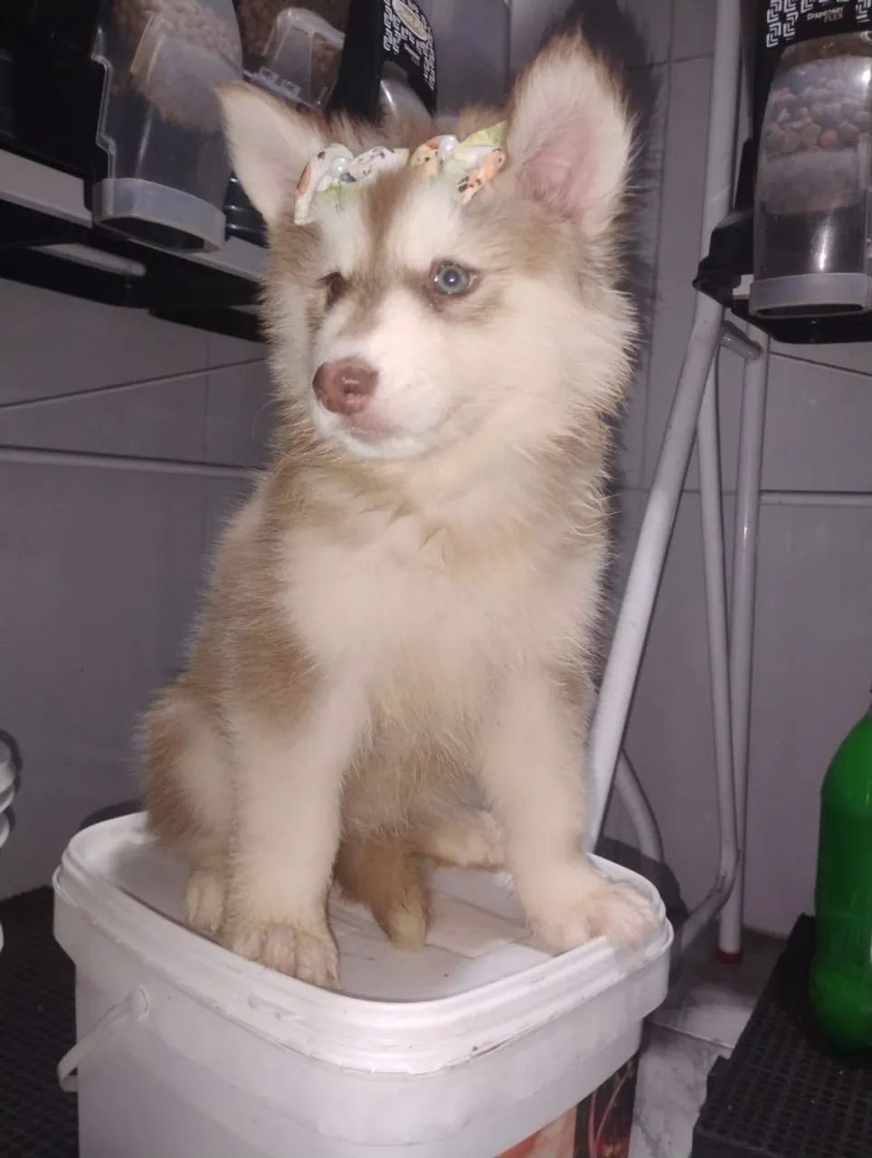 Husky Sibériano  - Foto 4