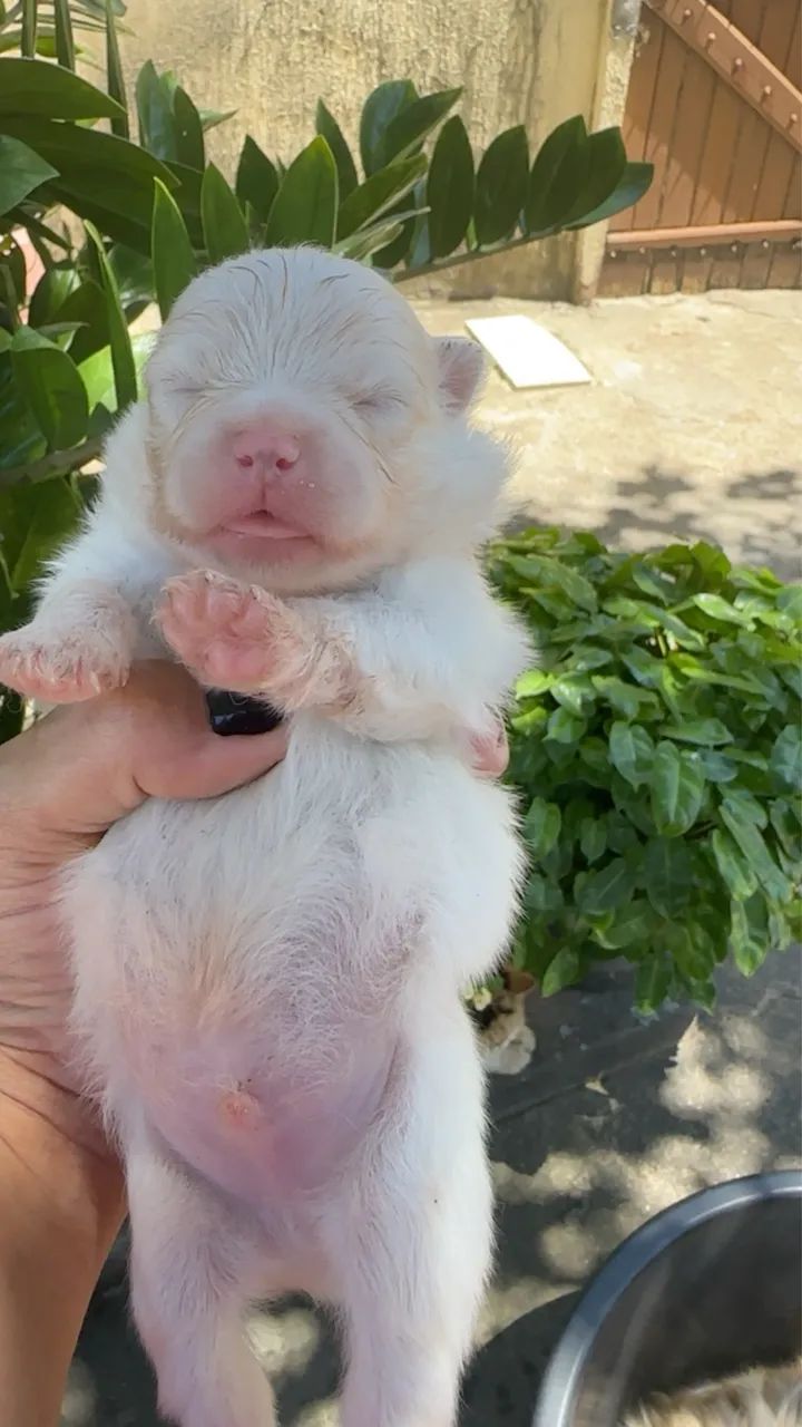 Vendo filhote de spitz alemão  - Foto 4