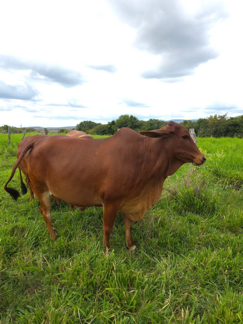 Vaca Sindi - Foto 3