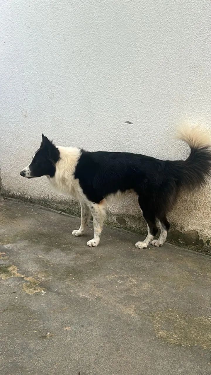 Filhotes de border collie com pedigree  - Foto 3