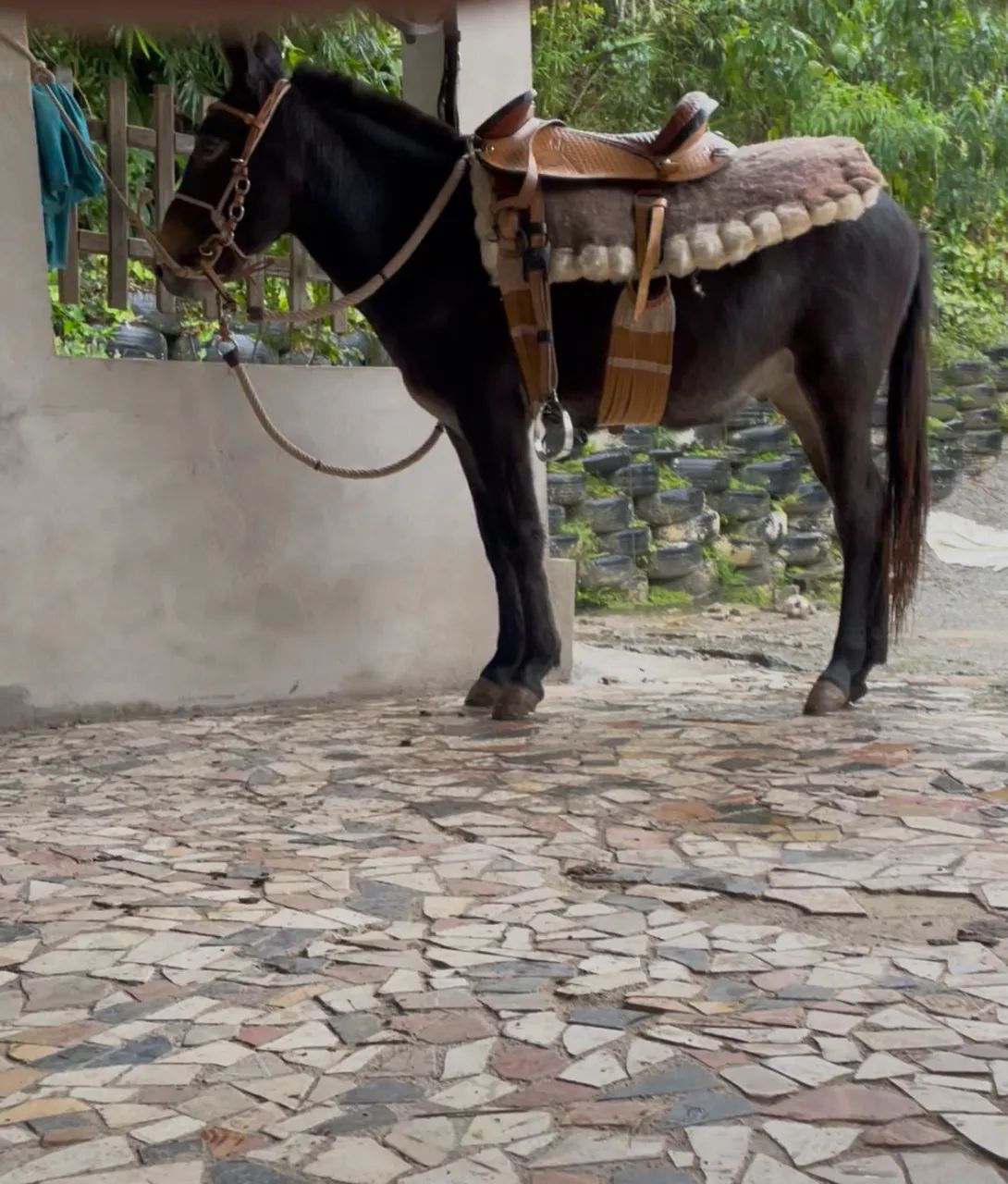 Burro Preto - Foto 3